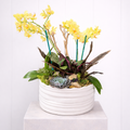 Orchid Garden No. 10